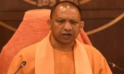 yogi